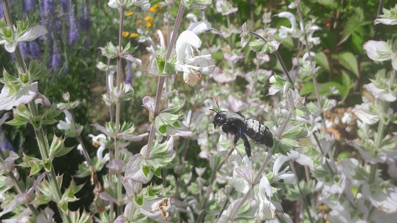 Een blauwzwarte houtbij (foto: Conny Wichen).