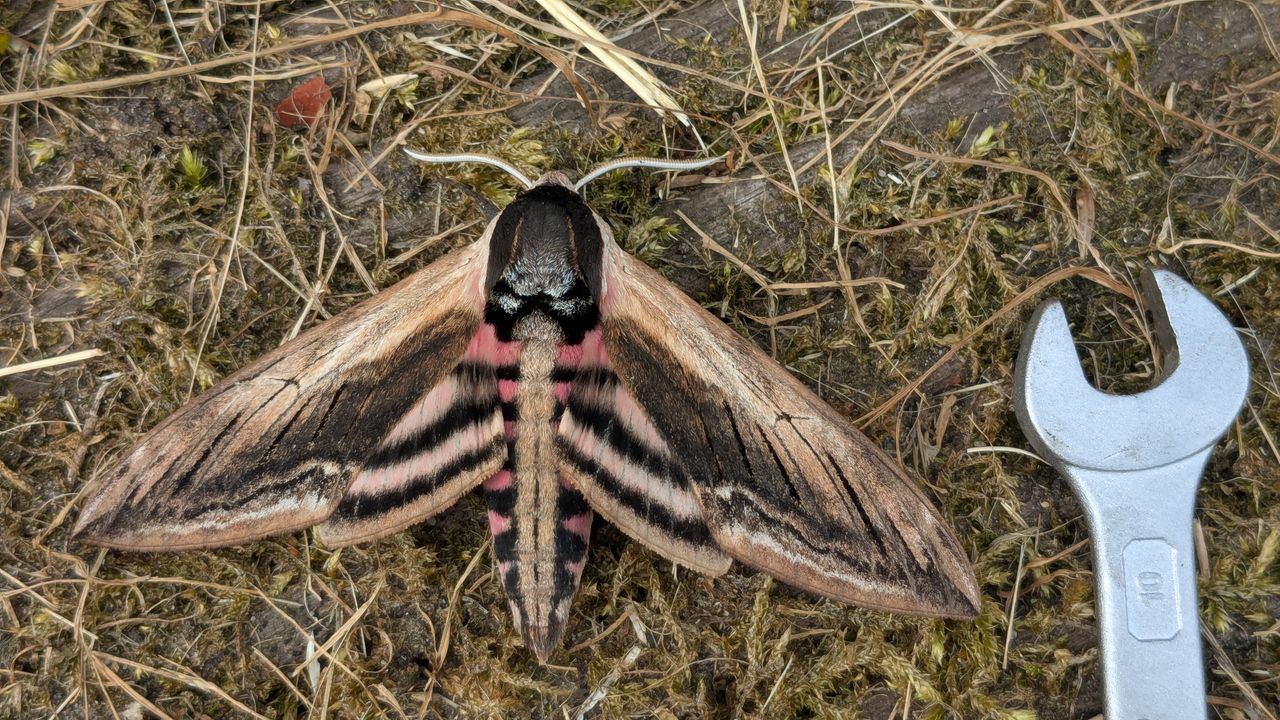 Een ligusterpijlstaart (foto: Wouter Janssen).
