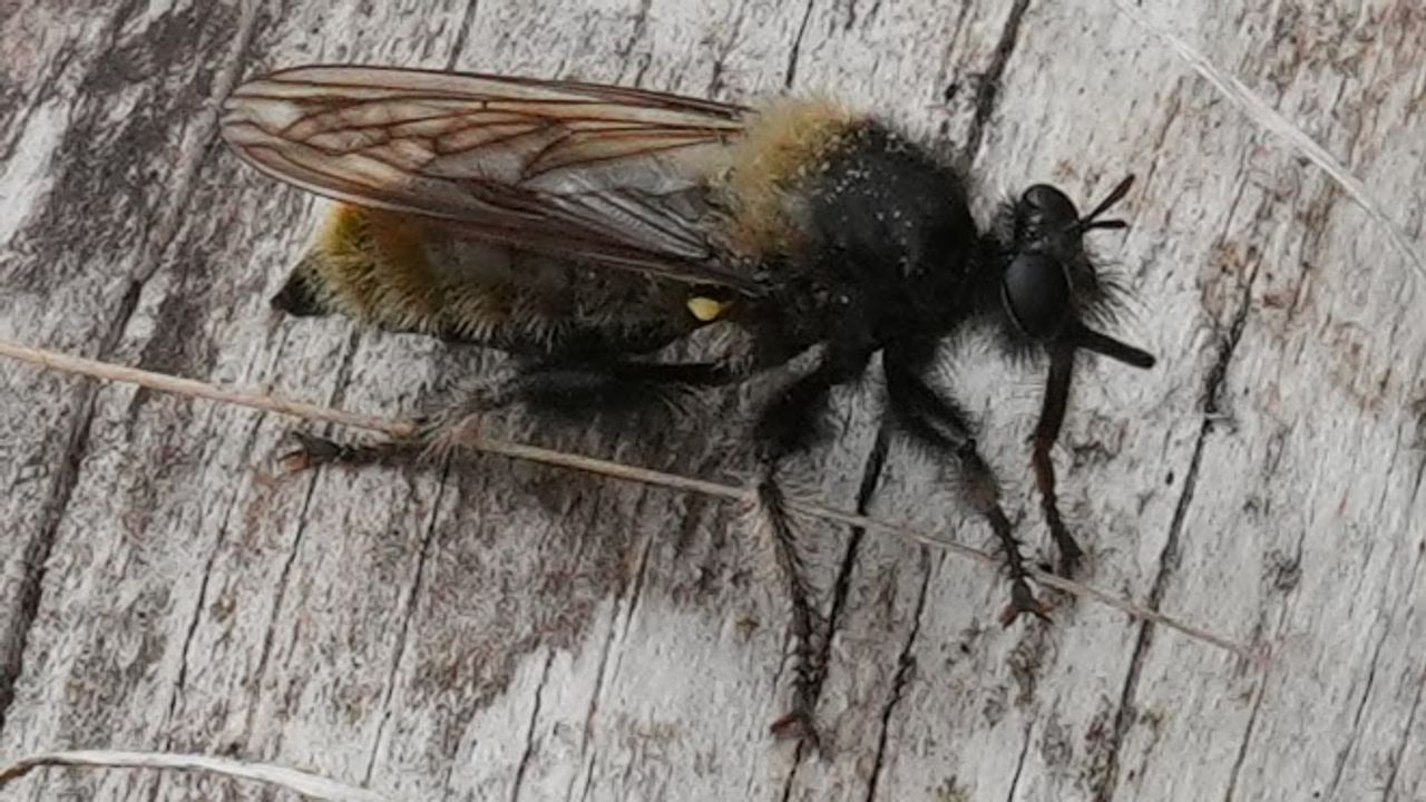 Een gele hommelvlieg (foto: Els Peters).