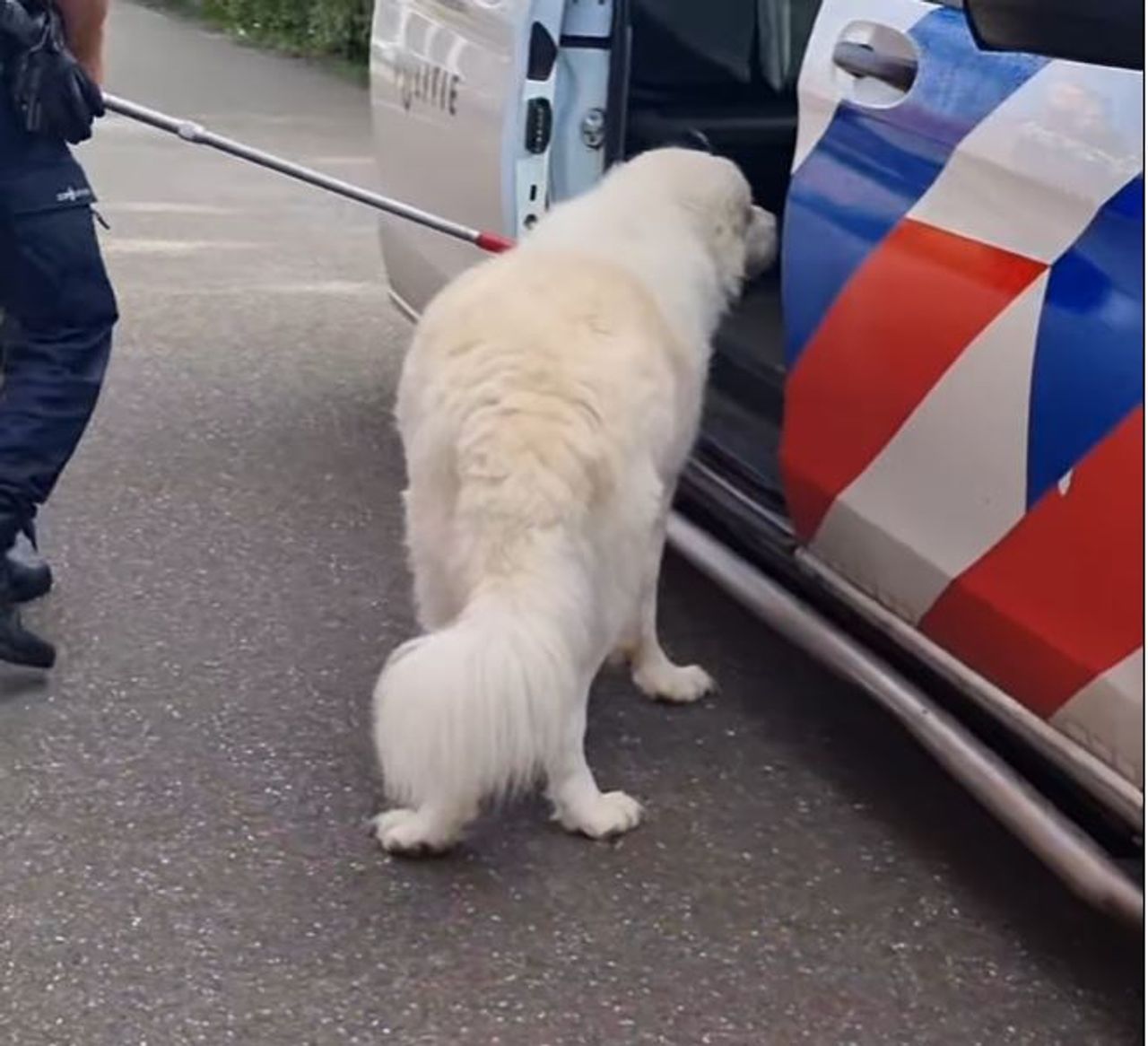 Foto: Instagram politie Tilburg Centrum.