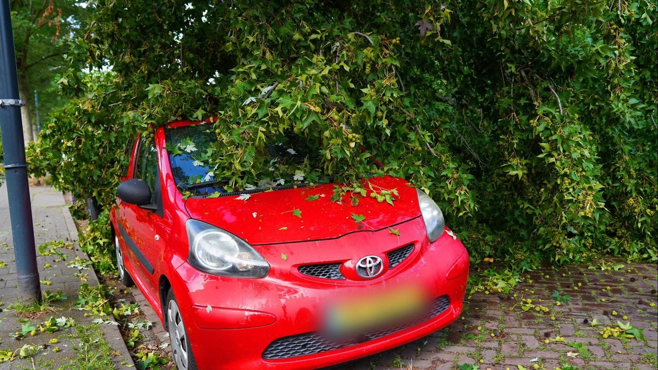 Een enkele keer begaf een tak het tijdens een onweersbui of storm (foto: Bart Meesters/Persbureau Heitink).