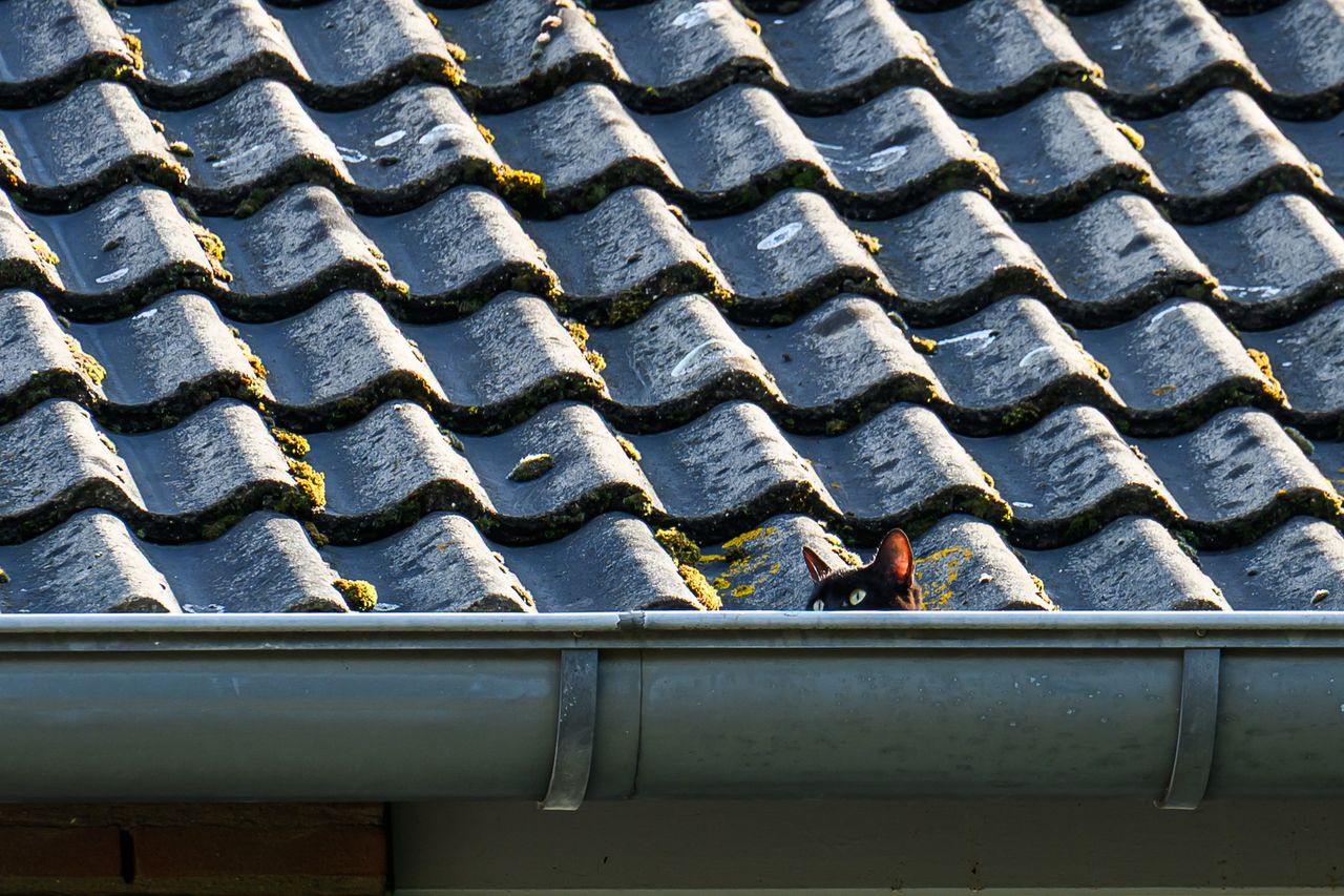 Foto: Tom van der Put/Persbureau Heitink.