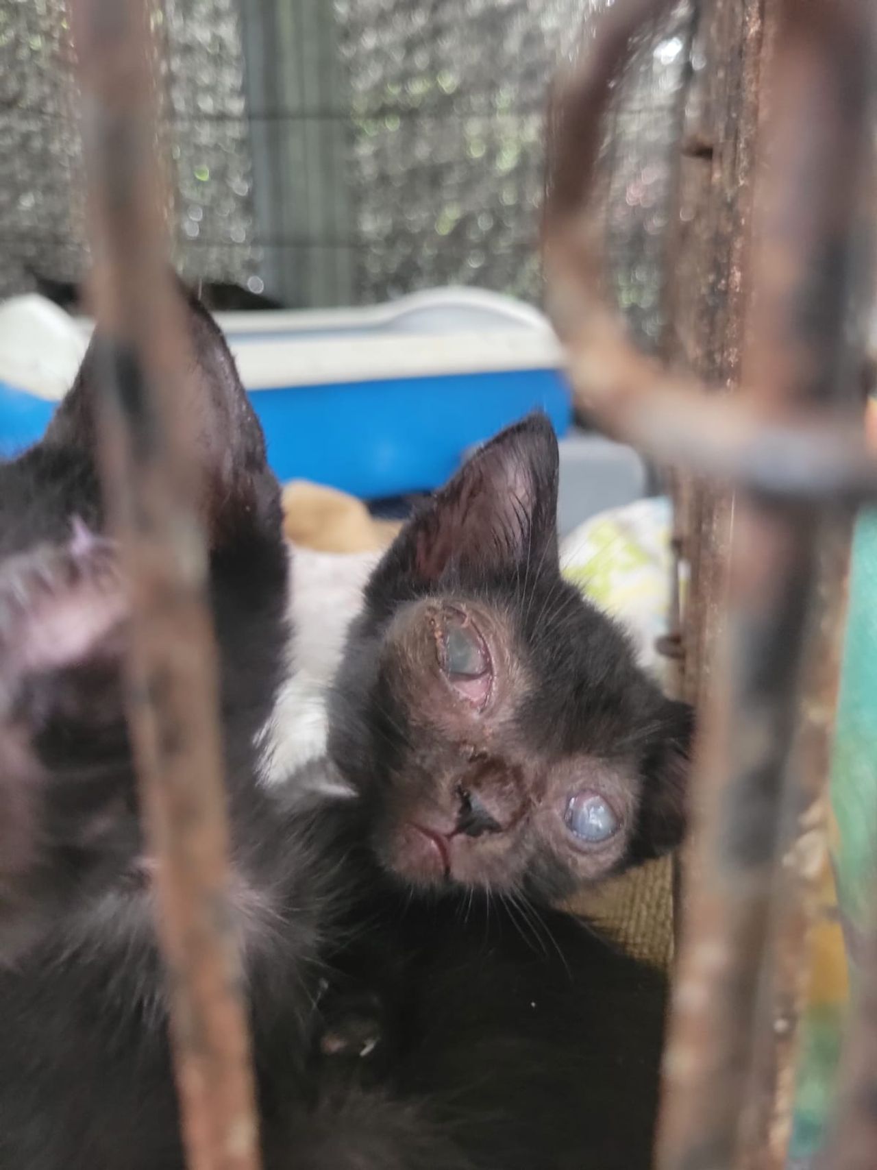 Katjes komen soms ook gewond binnen (Foto: Marlies de Louw).