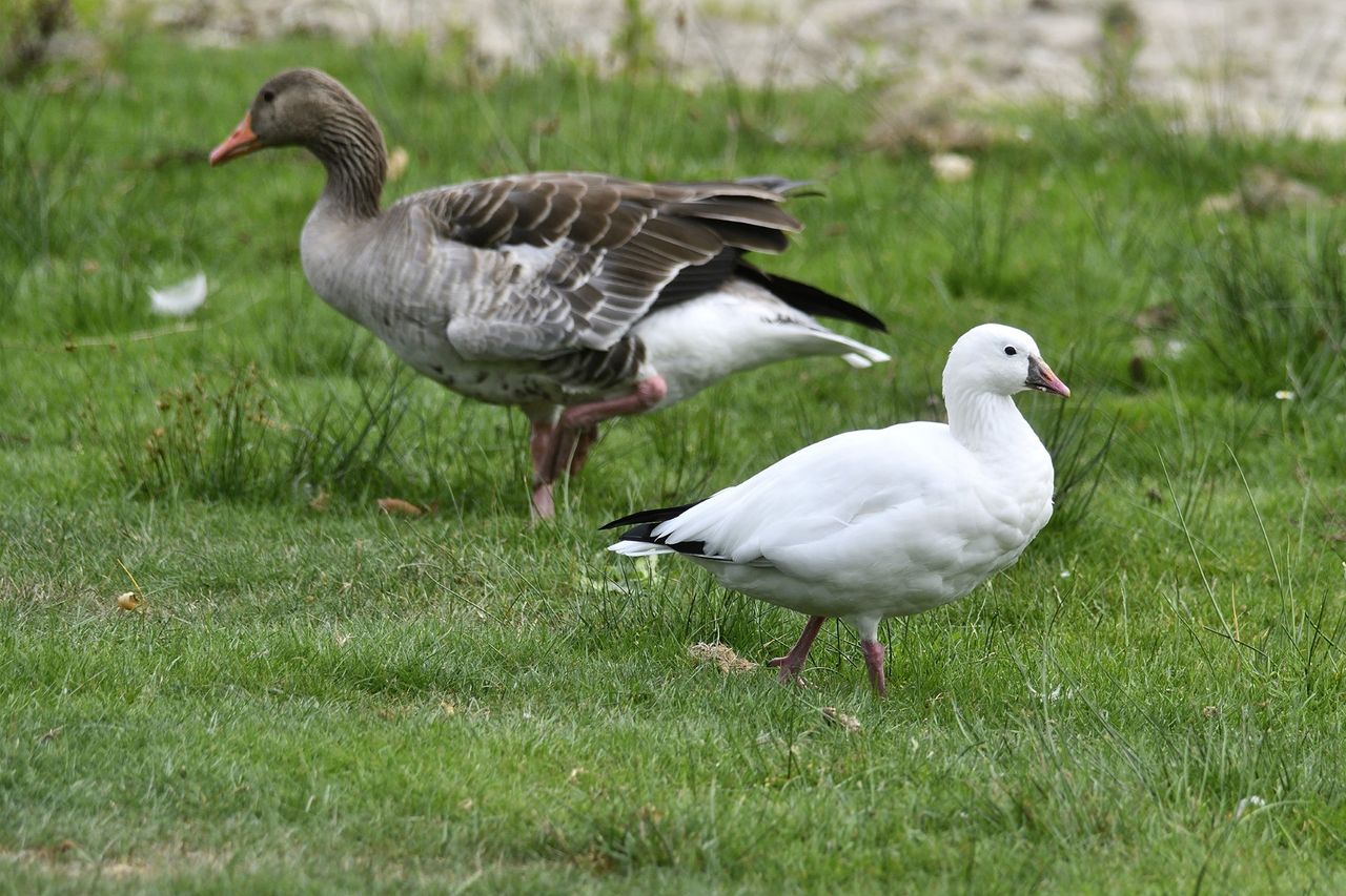 Het beestje is kleiner dan de rest (foto: Erald van der Aa).