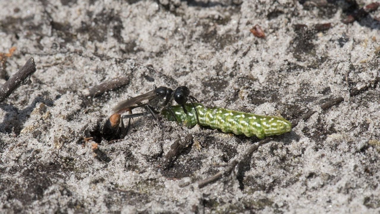 Een grote rupsendoder bij een holletje (foto: Saxifraga/Willem van Kruijsbergen).