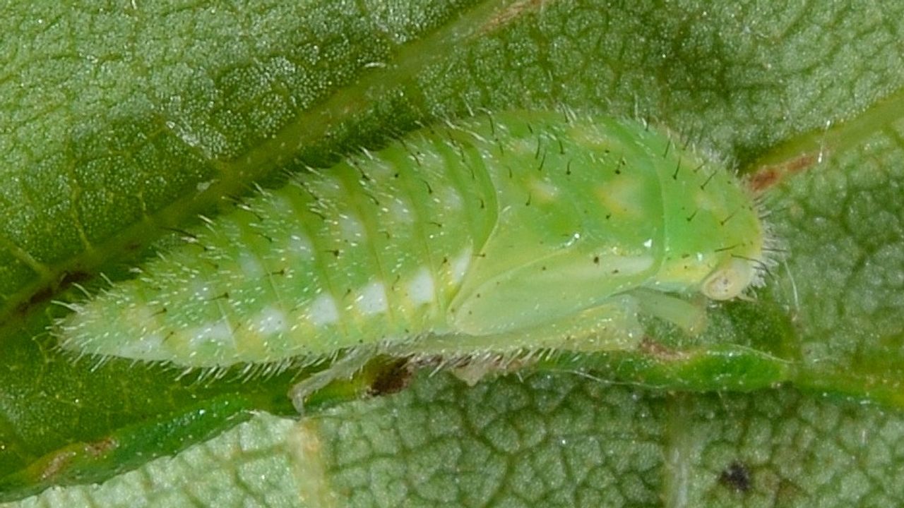 Een larve van de lassus scutellaris (foto: Saxifraga/Ab H Baas).