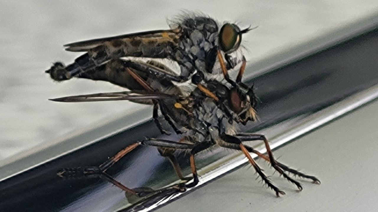 Parende bosrandroofvliegen (foto: Wilma Akkermans).