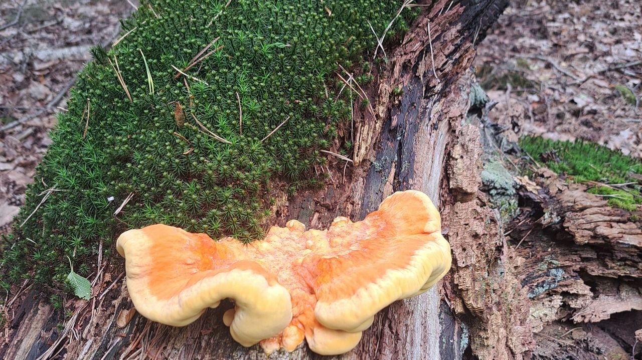 Groot zweepmos en de hoed van een zwavelzwam (foto: Chantal Tijbosch).