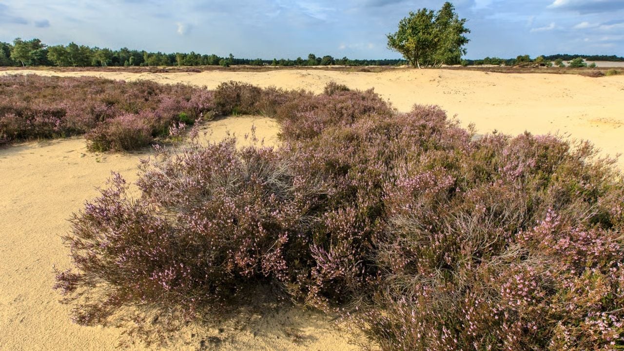 Bloeiende gewone struikhei (foto: Natuurmonumenten).