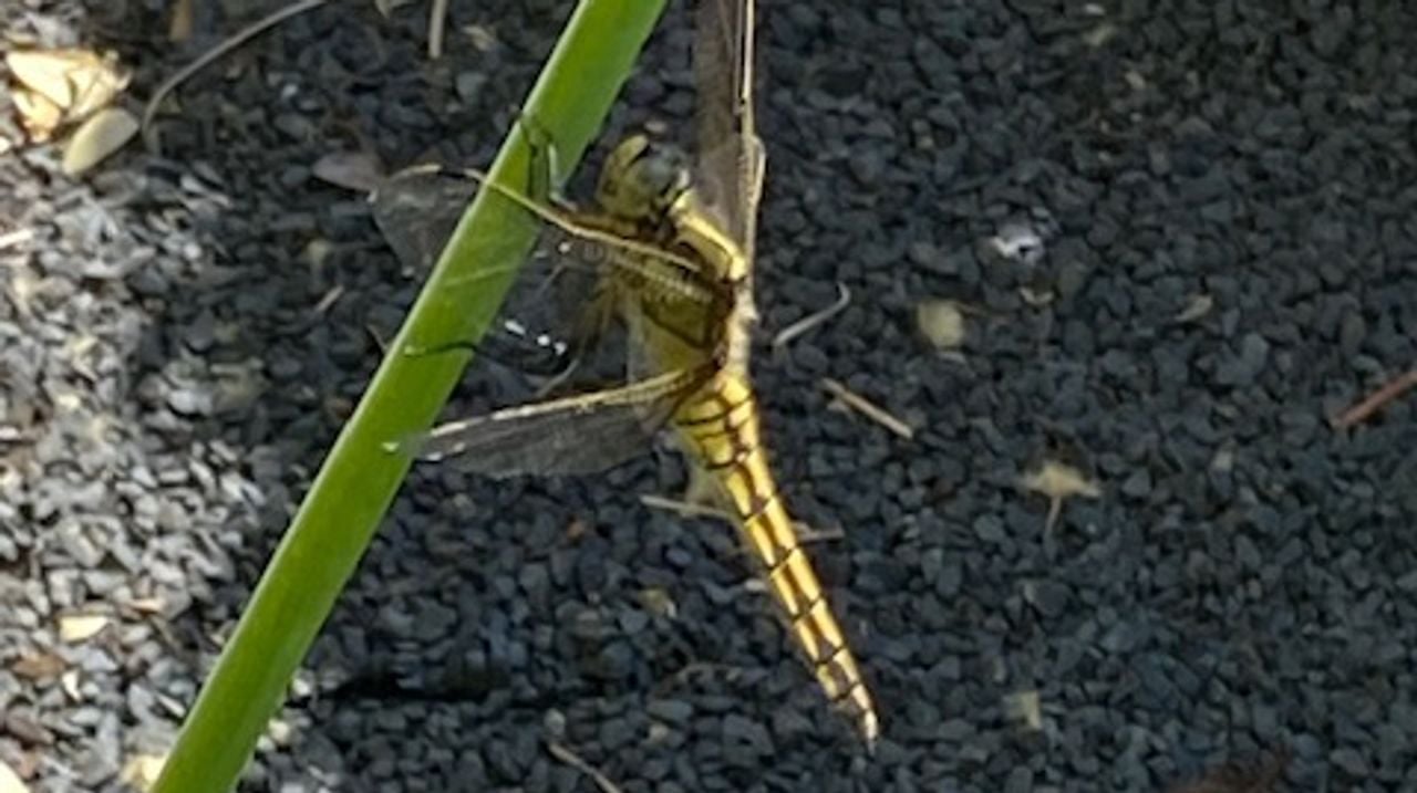 Het vrouwtje van de gewone oeverlibel.