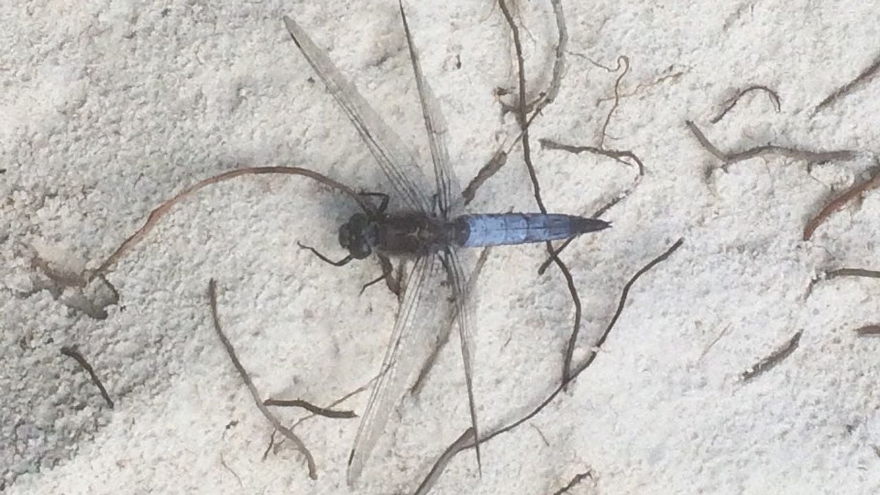 Een mannetje van de gewone oeverlibel (foto: Frans Kapteijns).