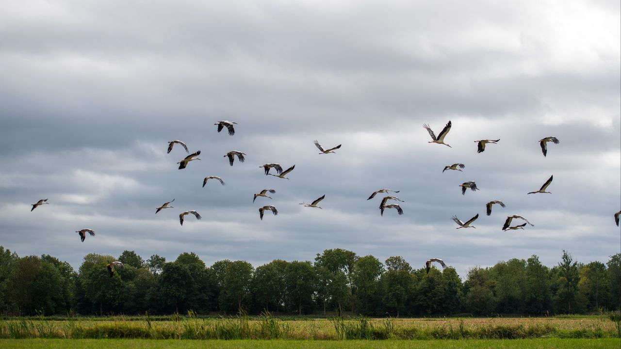 Ooievaars in het Guldenland in Aarle-Rixtel. (foto: Liesbeth van Boxtel Het Fotoatelier)