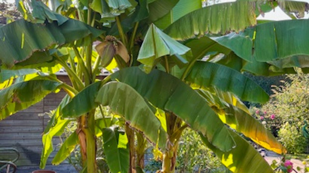 Bananenboom met bananen (foto: Suzanne Neijenhuis).