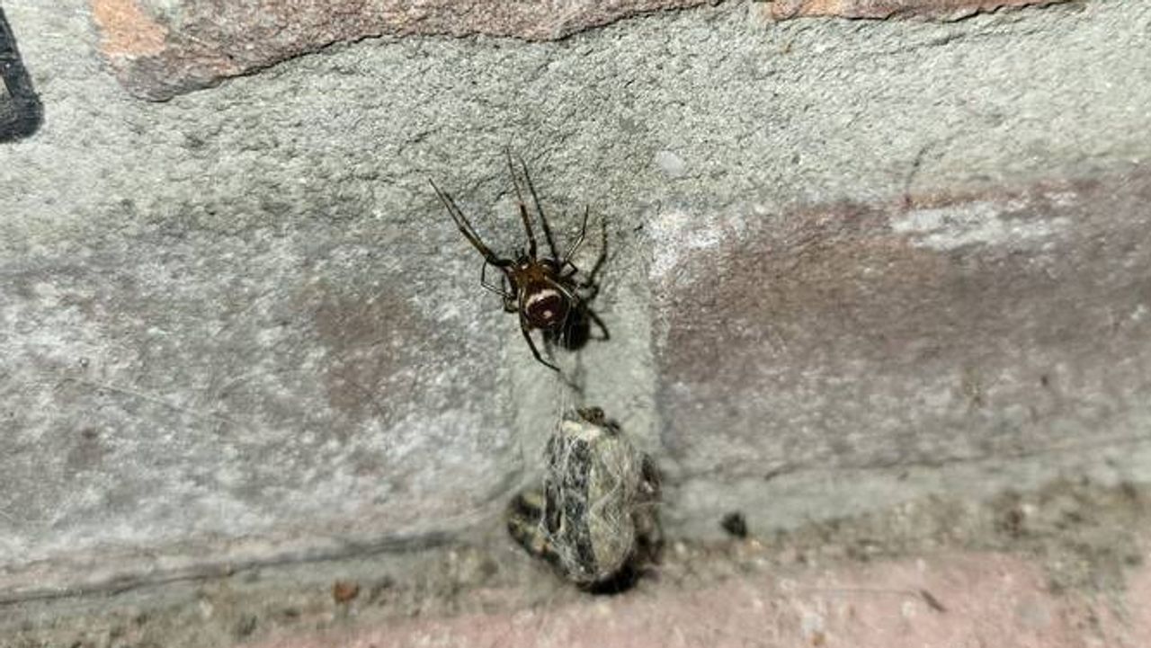 Een grote steatoda (foto: Veerle Snijders).
