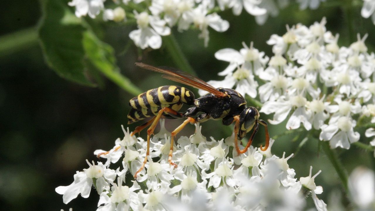 Een Franse veldwesp (foto: Saxifraga/Rutger Barendse).
