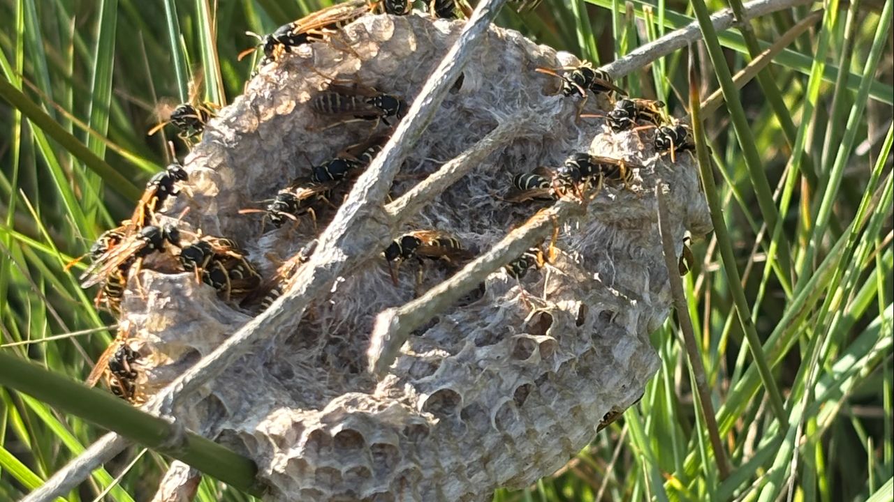 Franse veldwespen (foto: Els Lugtenberg).