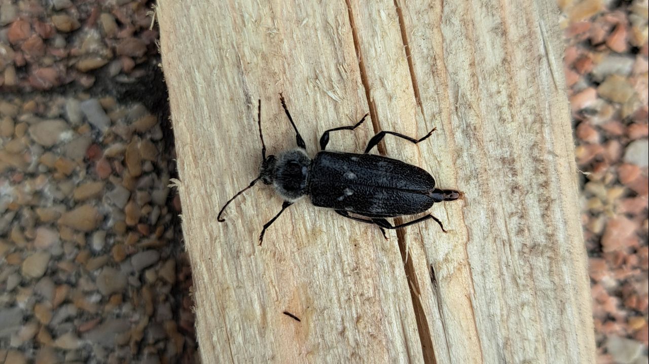 Een huisboktor (foto: Cora Peemen).