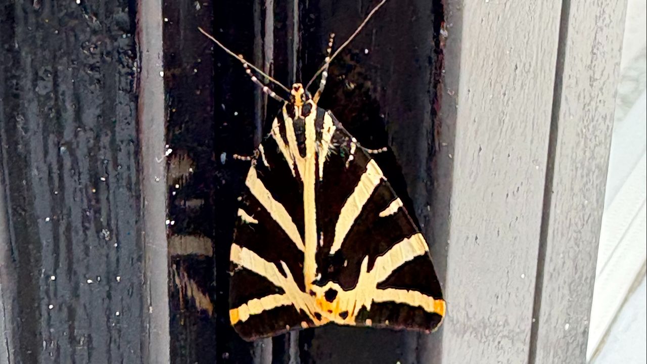 Een Spaanse vlag (foto: Jan C Bod).