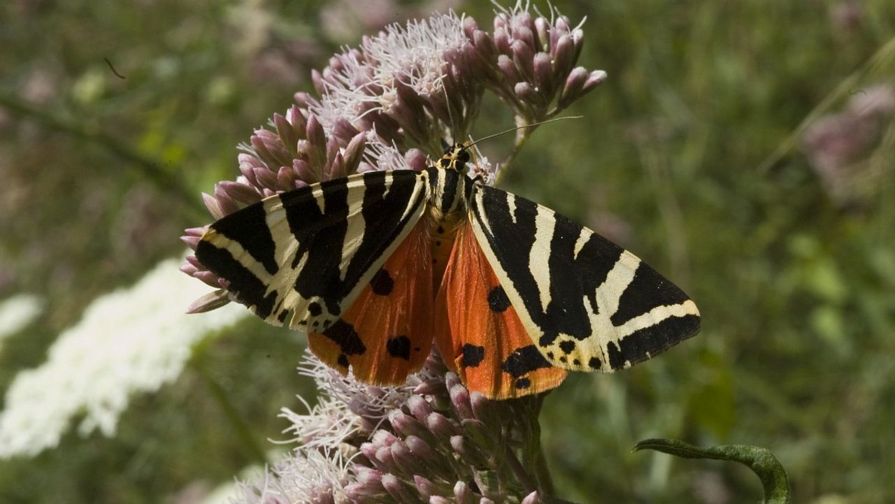 Een Spaanse vlag (foto: Saxifraga/Jan van der Straaten).