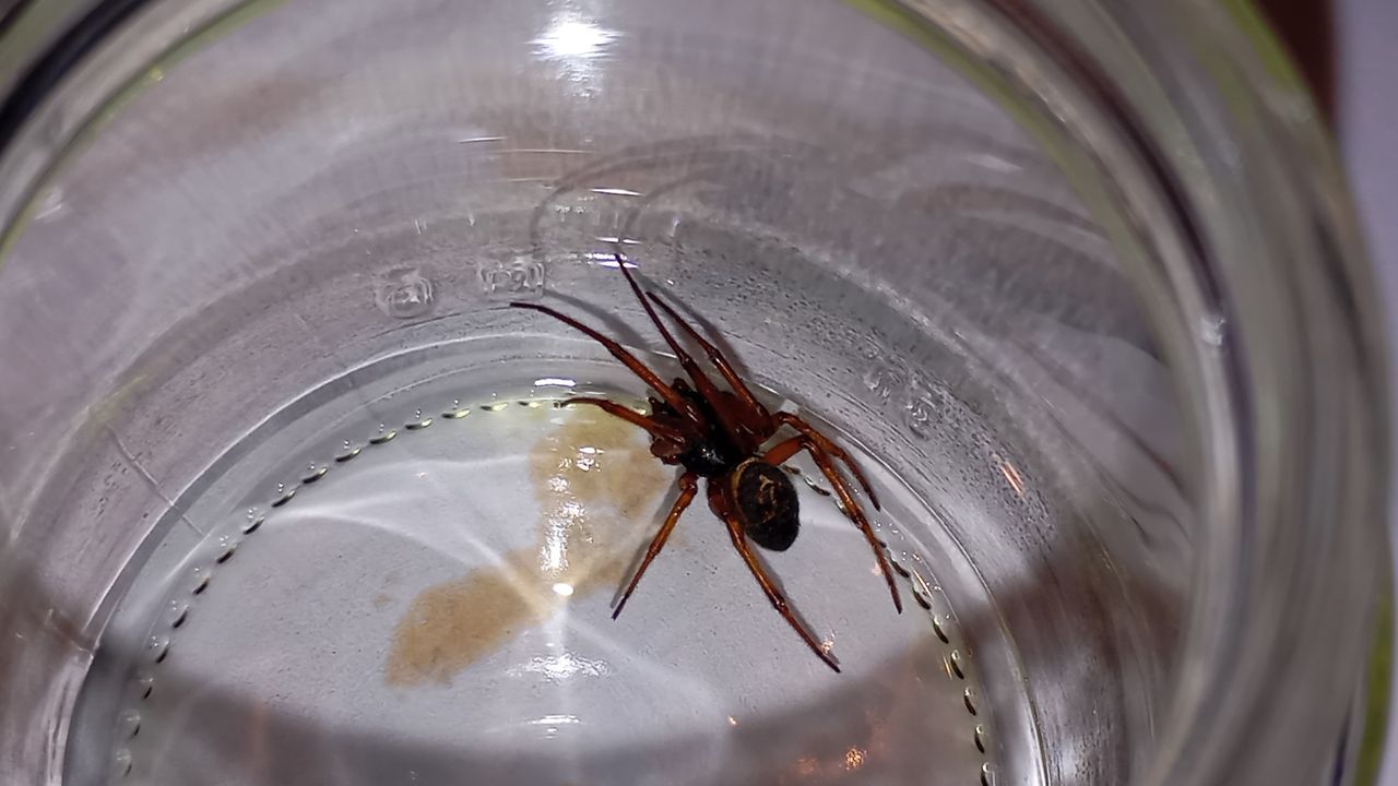 Een reuzensteatoda (foto: Bram Wijbenga).