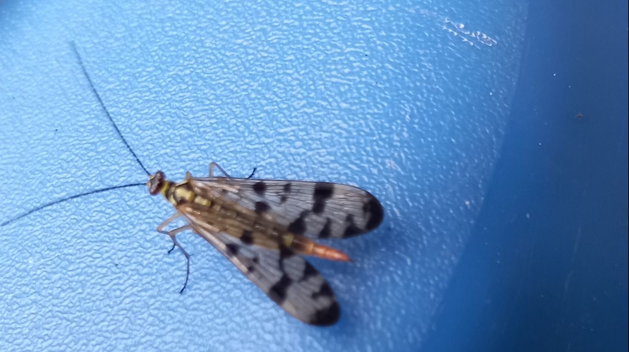 Een vrouwelijke schorpioenvlieg (foto: Will van Sleeuwen)