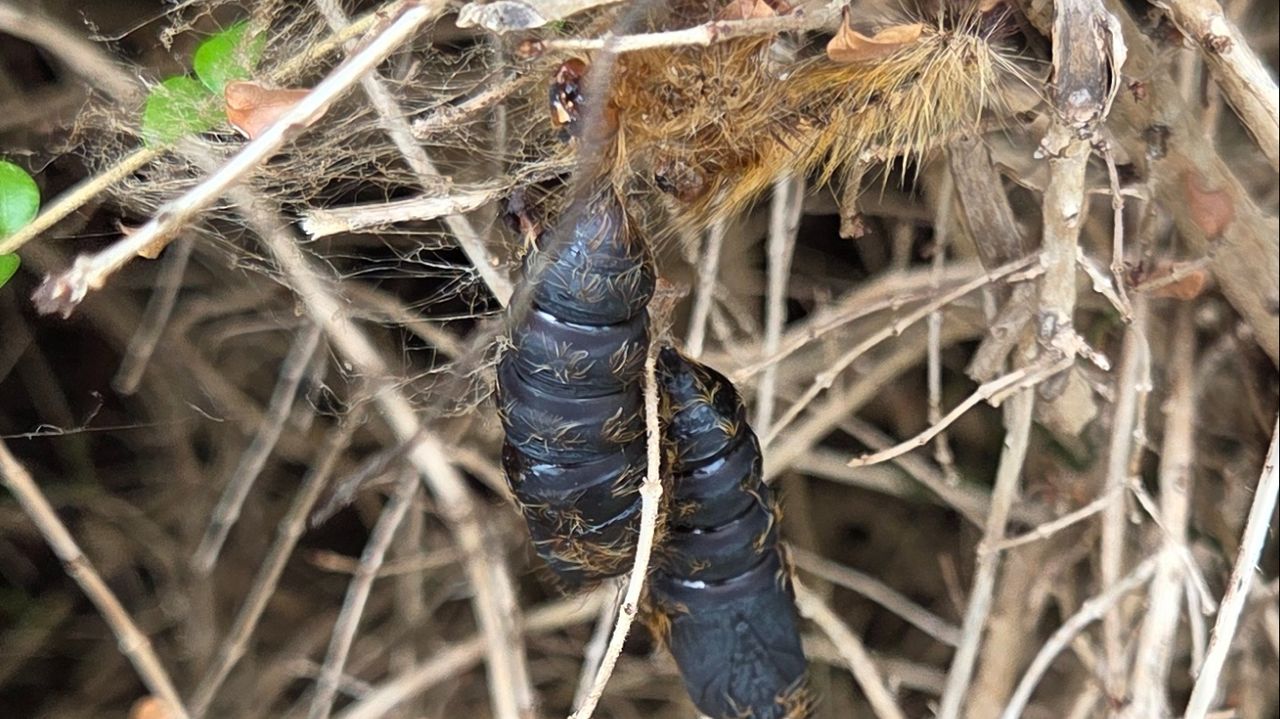Cocons plakker (foto: Dirk Eijk).