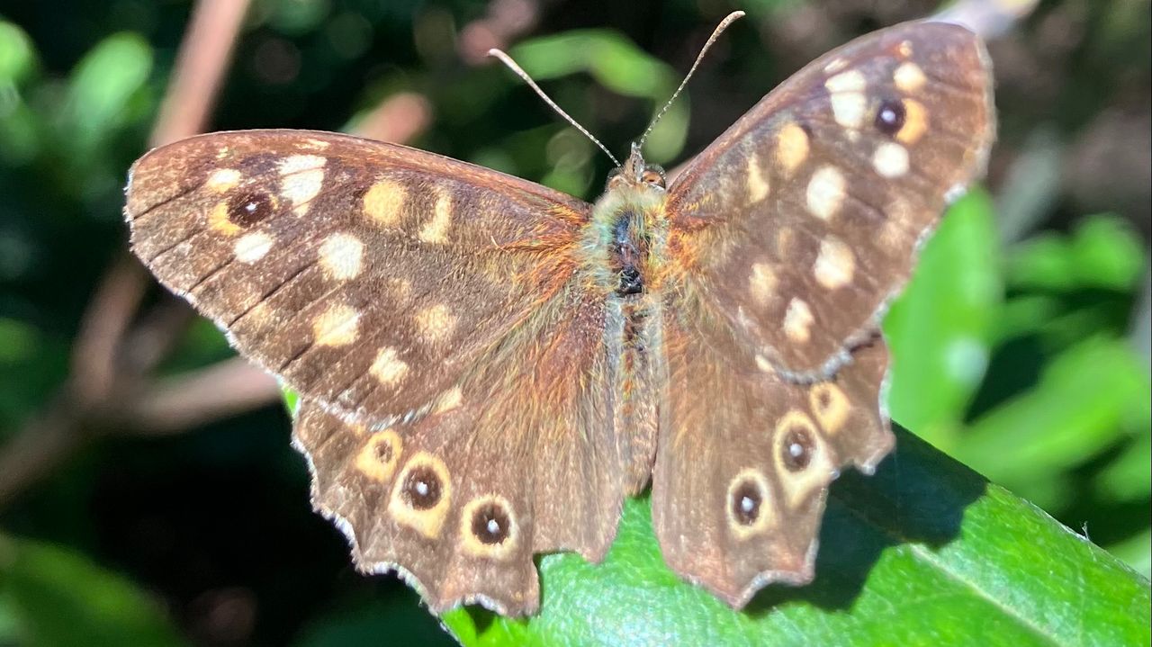 Een bont zandoogje (foto: Joep Leijendekkers)