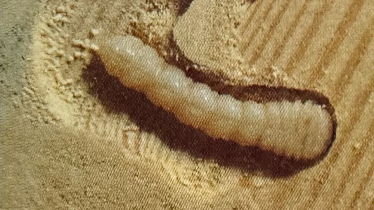 Een larve van de huisboktor (foto: Frans Kapteijns)