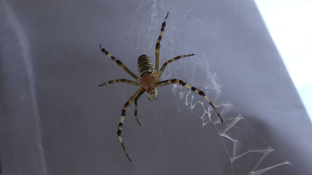 Een jonge vrouwelijke wespenspin Ingrid Denis- van Mourik