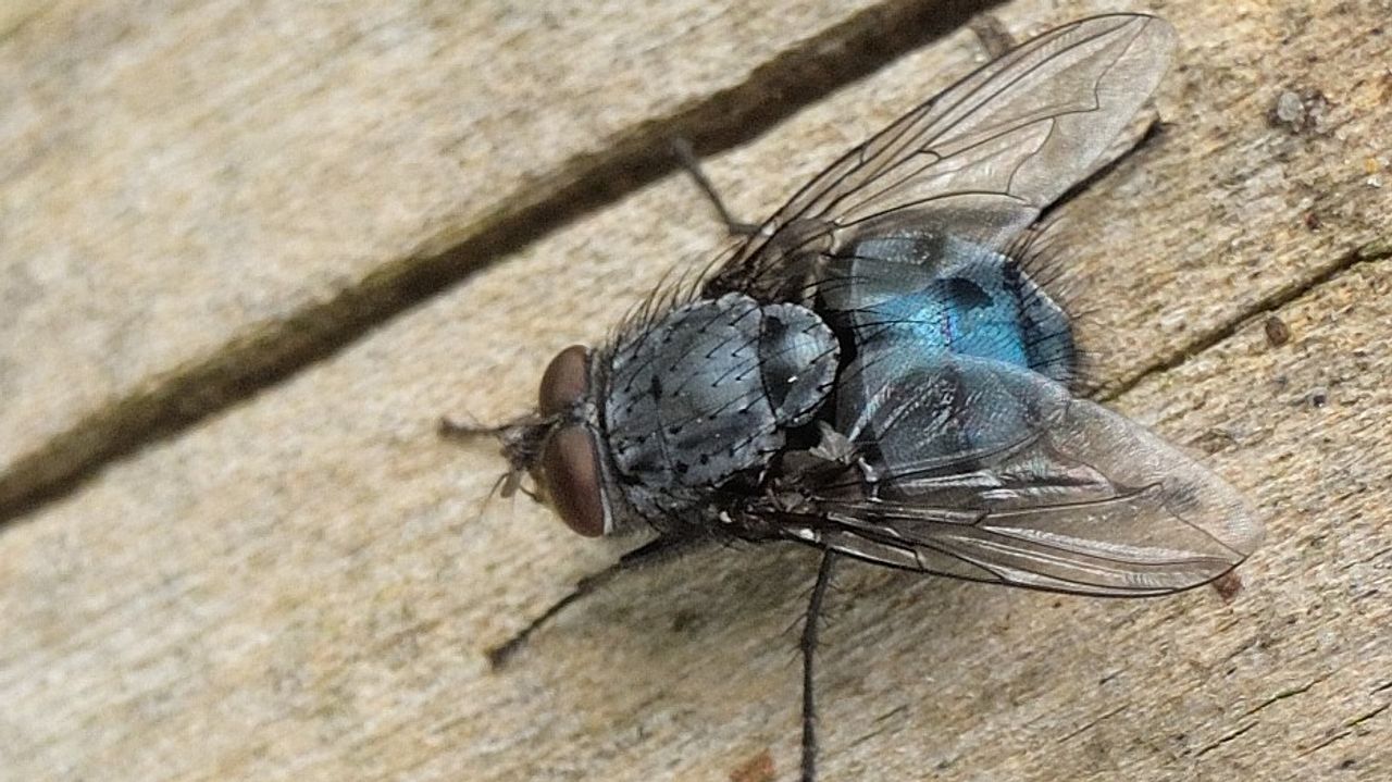 Een roodwangbromvlieg (foto: Saxifraga/Ab H Baas).