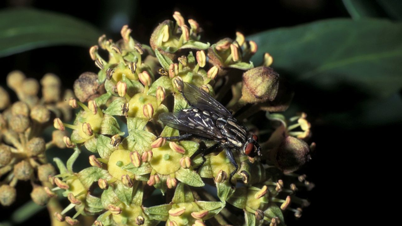 Een grijze vleesvlieg een dambordvlieg (foto: Saxifraga/Frits Bink).