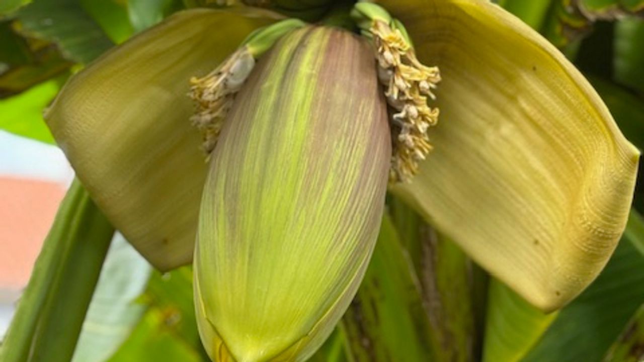Aan deze bananenboom (Musa basjo) in Son en Breugel groeien vruchten. Heel bijzonder maar houden ze ook die vruchten? (foto: Suzanne Neijenhuis).