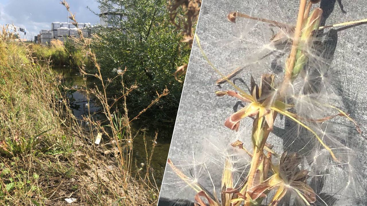 Tussen de stenen kwam Rien het plantje tegen (Foto: Rien Ondersteijn.)