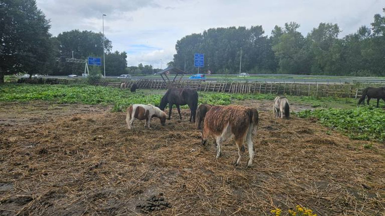 De weide met dieren in 2023 (foto: Collin Beijk).
