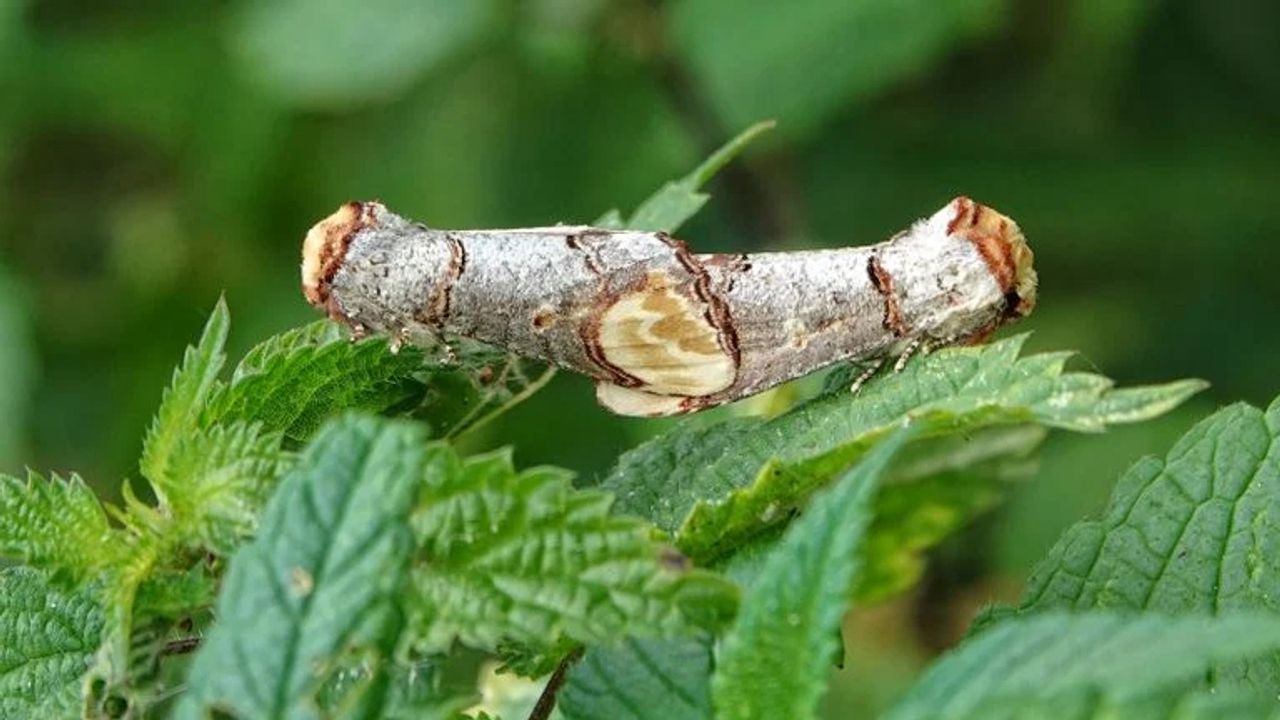 Parende wapendragers (foto: Theo Zelen).