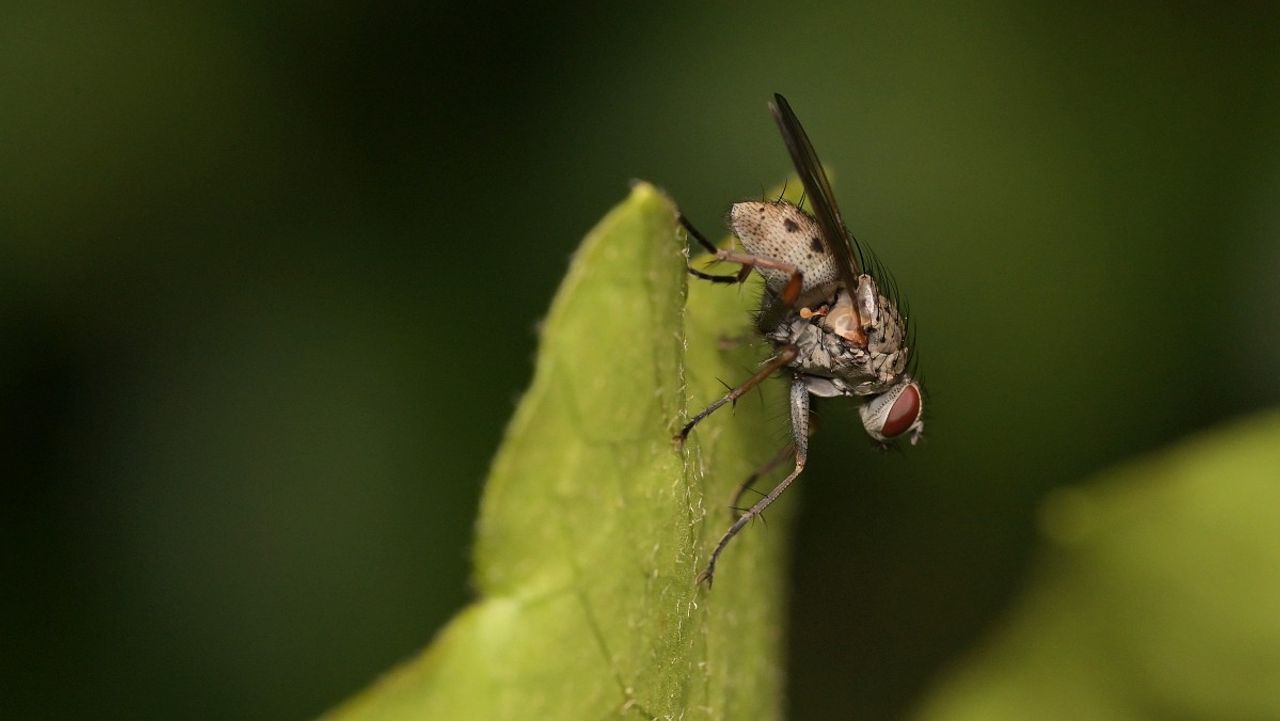 Een Coenosia tigrina Saxifraga (foto: Tom Heijnen).
