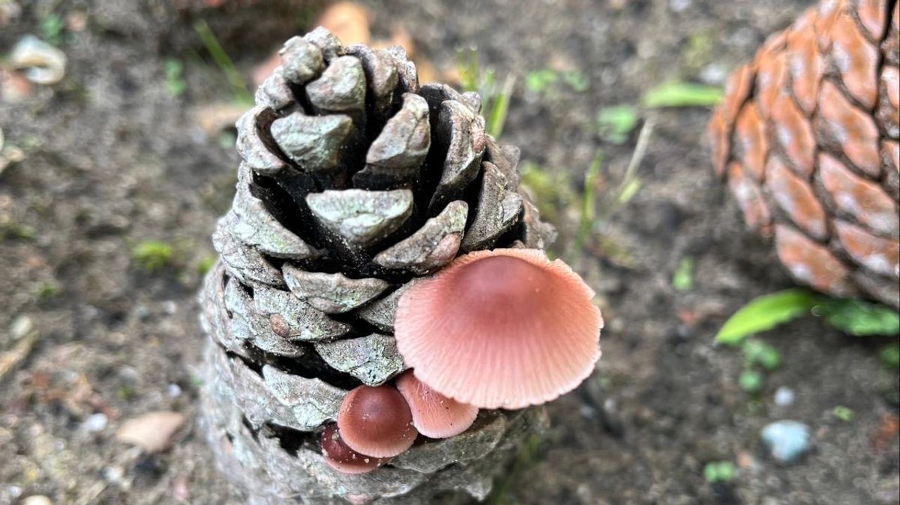 Een zeedenmycena (foto: Herman van der Donk).