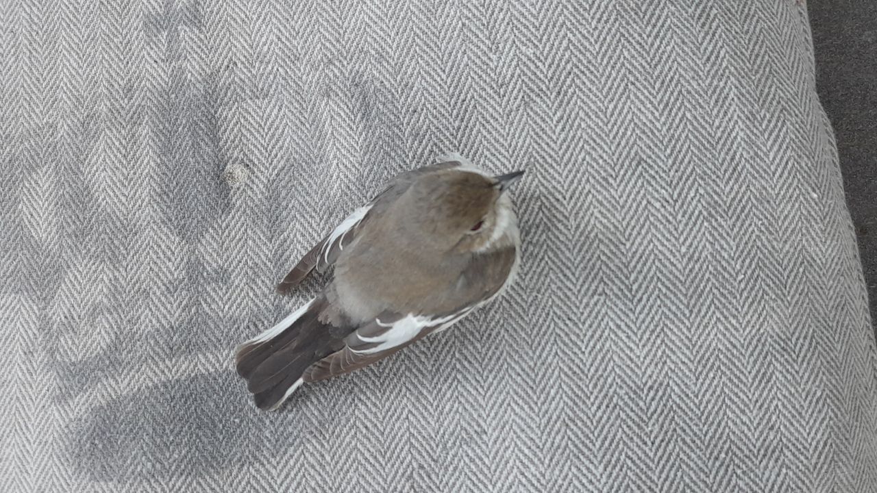 Een bonte vliegenvanger (foto: M. Emons).