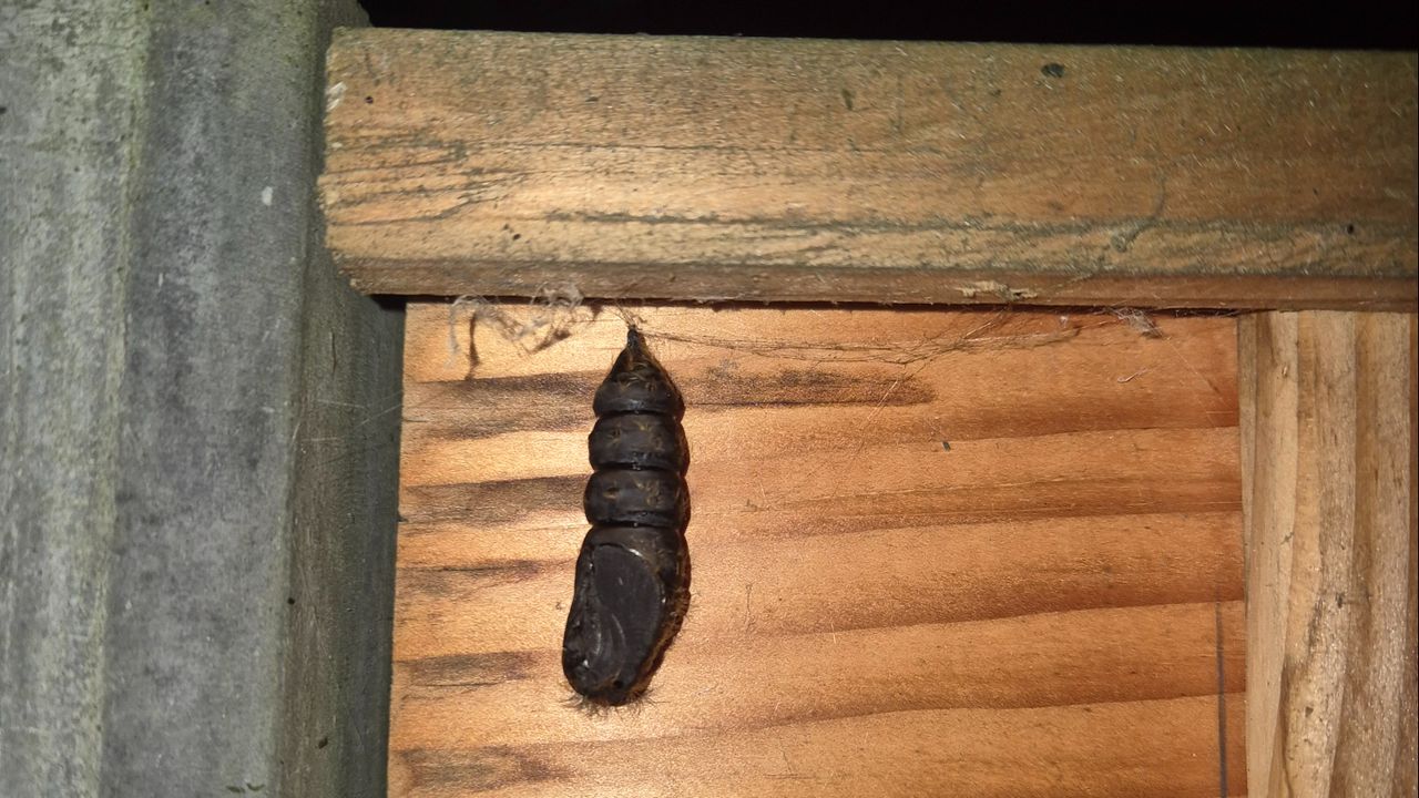 Een pop van vermoedelijk een windepijlstaart (foto: Marcel Kersten).