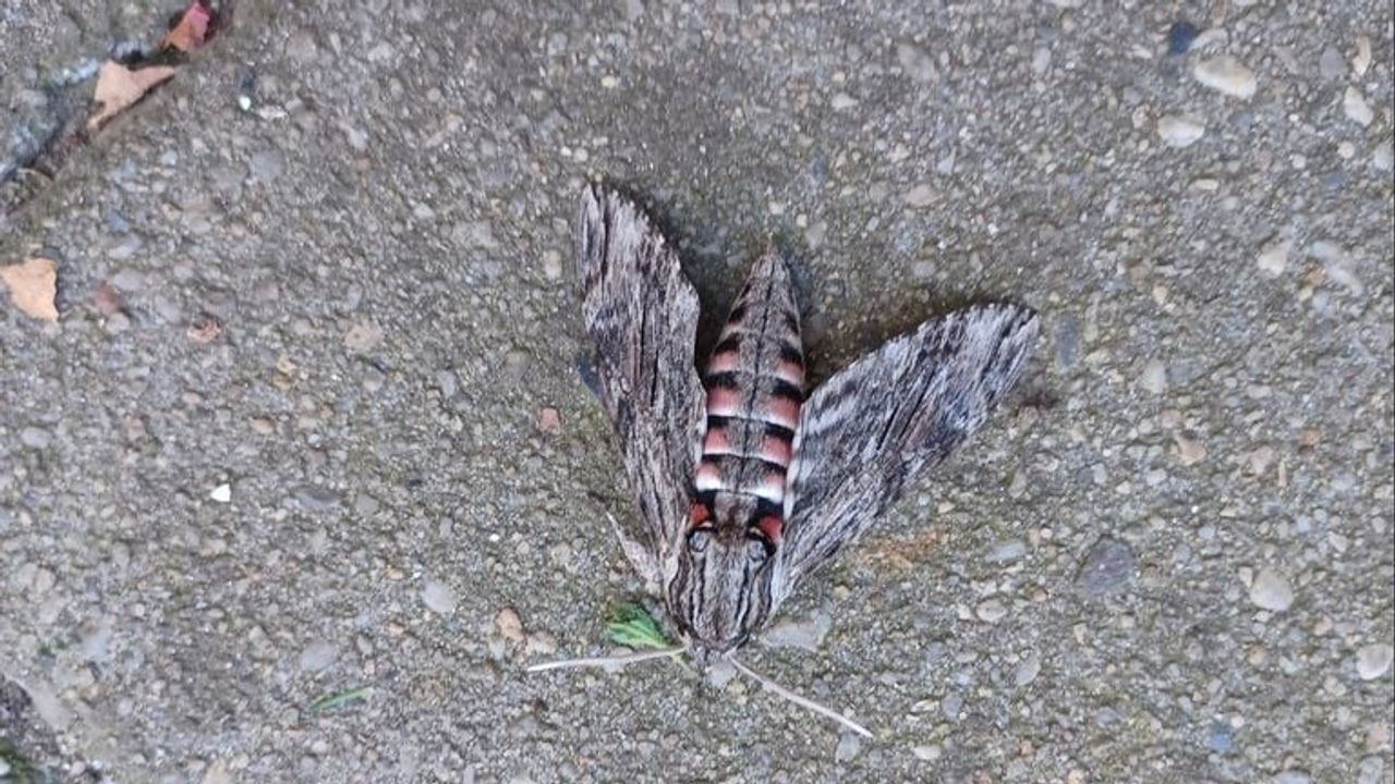 Een windepijlstaart (foto: Sjan Arts).