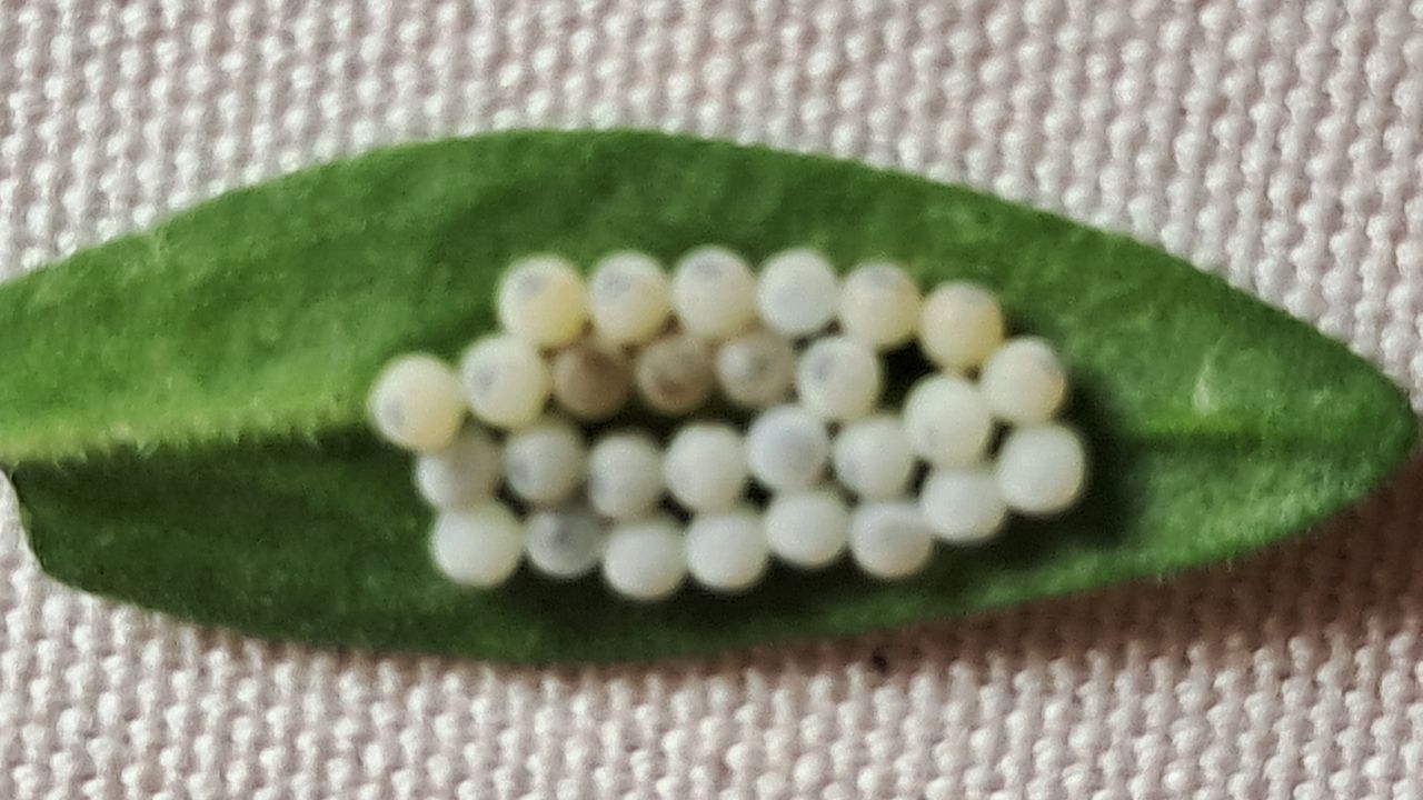 Eitjes van vermoedelijk een wapendrager (foto: Mia Smolders).