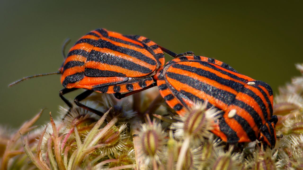 Parende pyjamaschildwantsen (foto: Jules Andela).