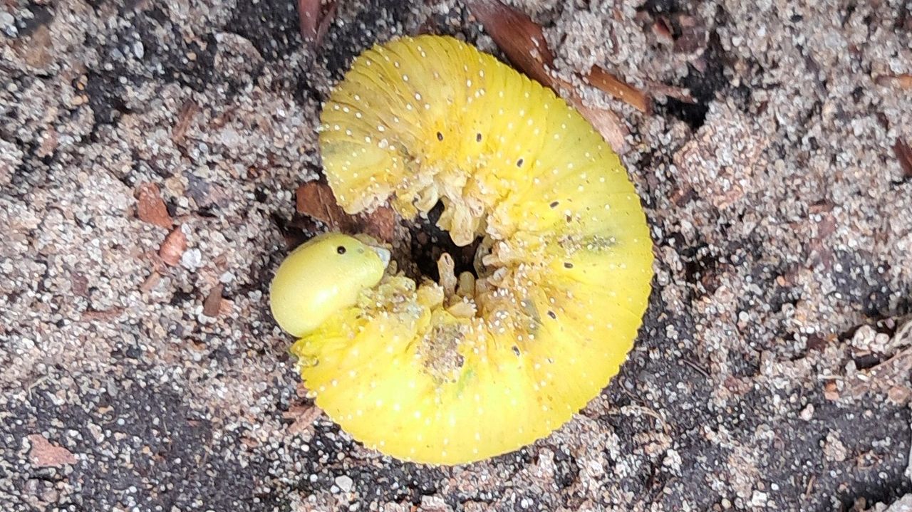 Een rups van de grote wasmot (foto: Gerda Schoen).