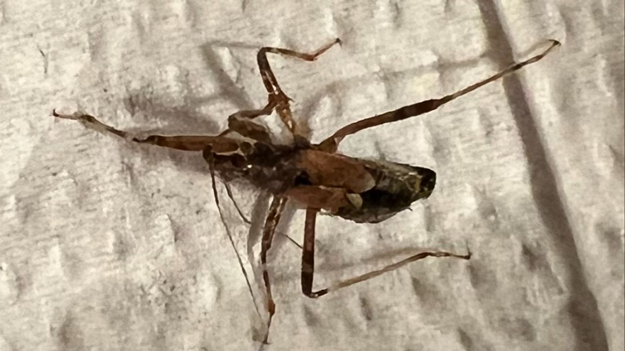 Een kleine soort wants, de boomsikkelwants (foto: Lakeman)