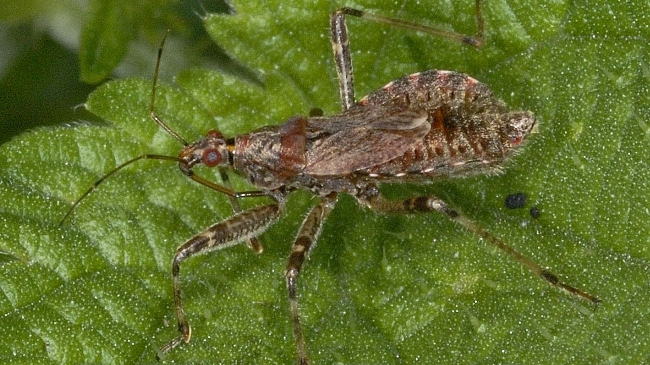 Een boomsikkelwants Saxifraga (foto: Ab. Baas).