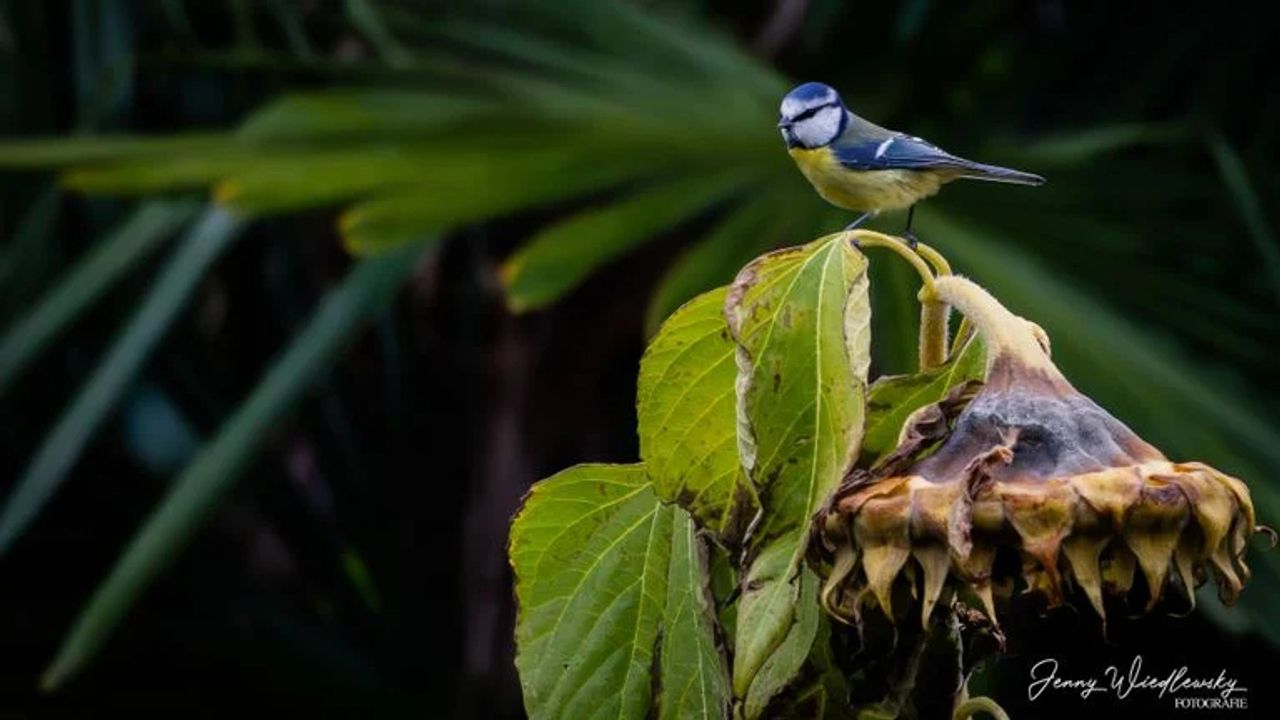 Een pimpelmees (foto: Jenny Wiedlewsky).