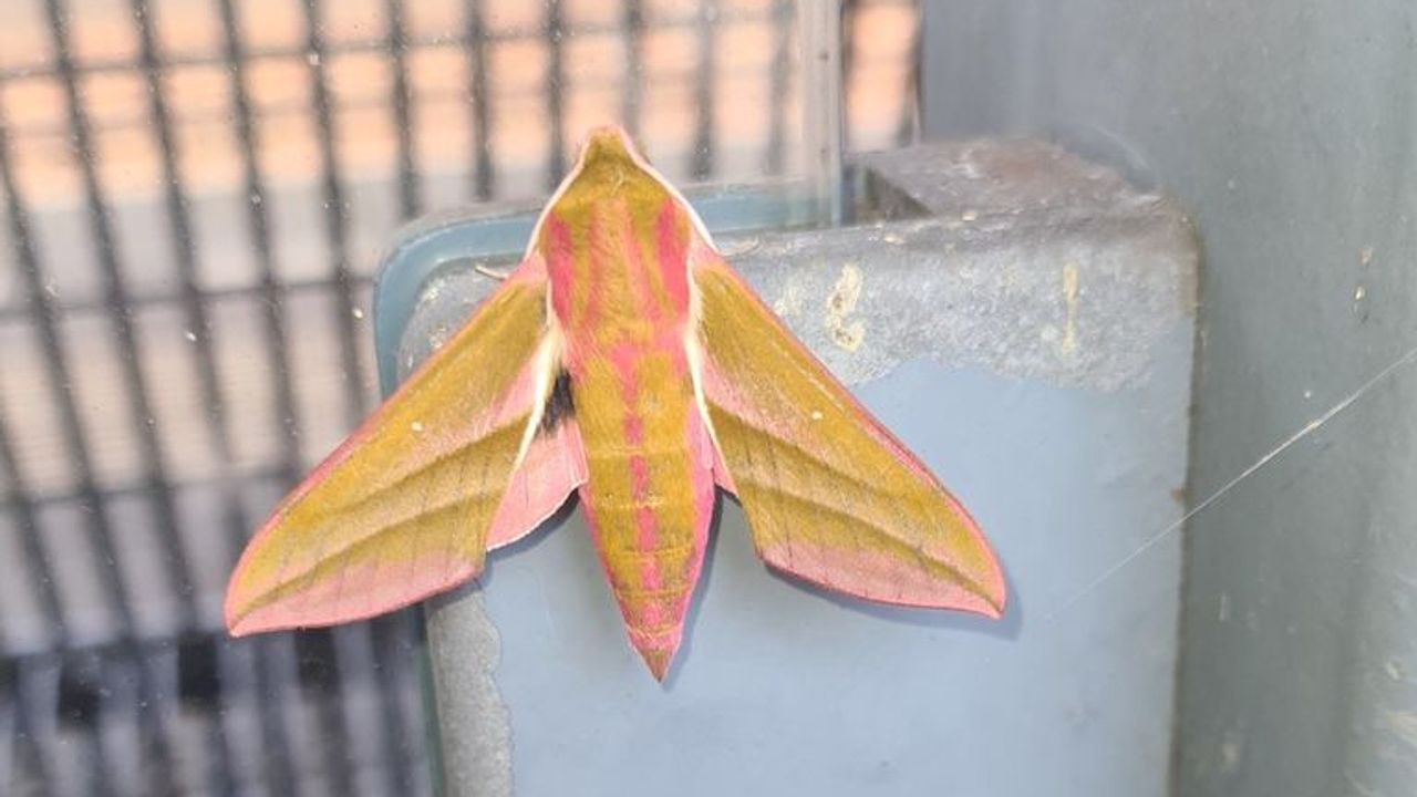 Groot avondrood (foto: Mendy).