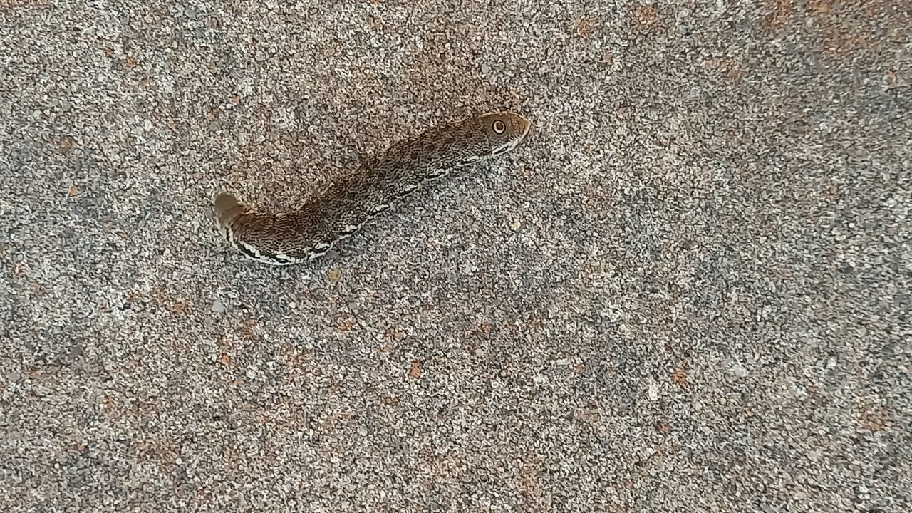 De rups van de teunisbloempijlstaart (foto: Tonny van den Braak).