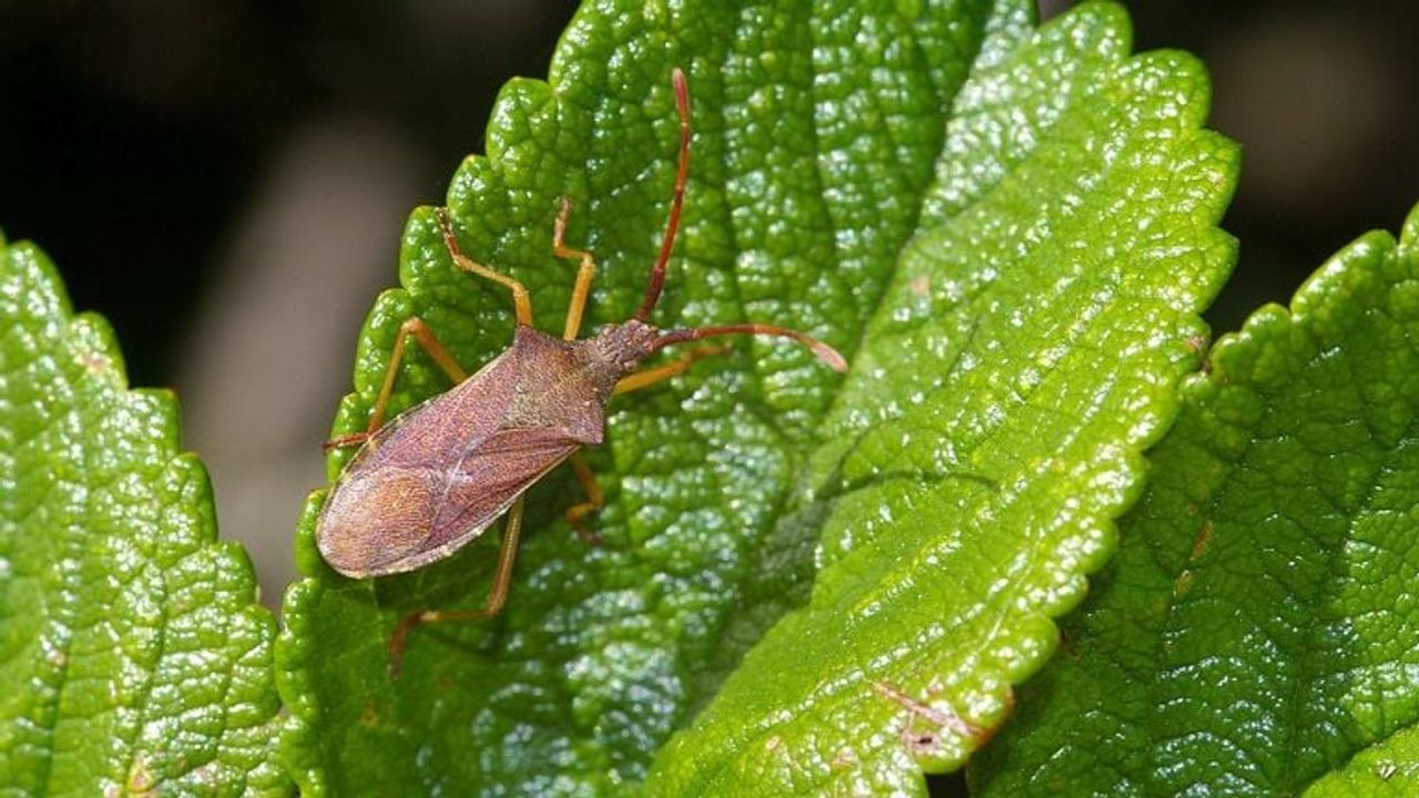 Een smalle randwants (foto: Fitis Sytske van Dijksen).