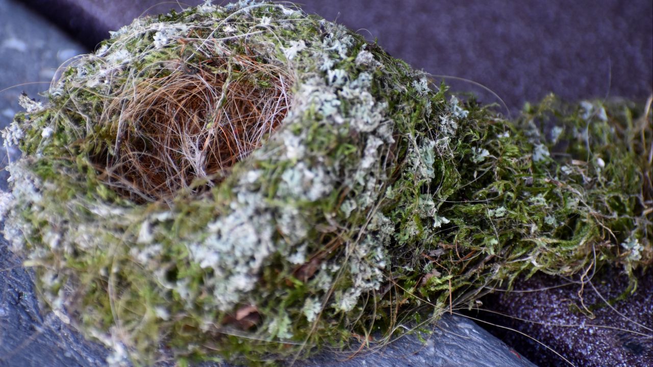 Het nestje van een pimpelmees (foto: Nel Jansen).